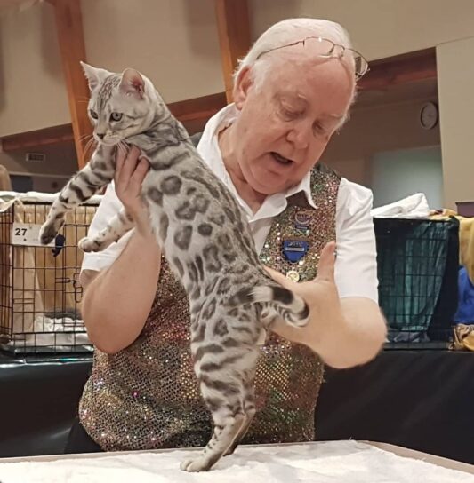 Liquid Silver Tom Cat at the TOSCA show Kumeu 2019