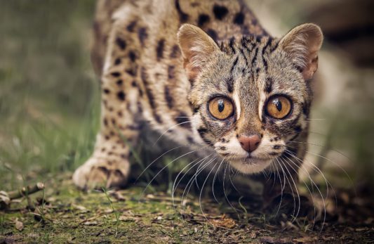 The Asian Leopard cat