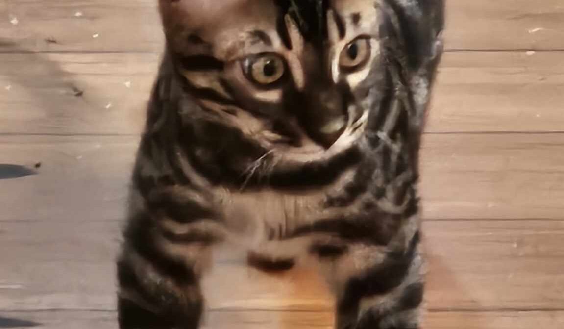 Photo 1 of Batman the male Bengal cat.