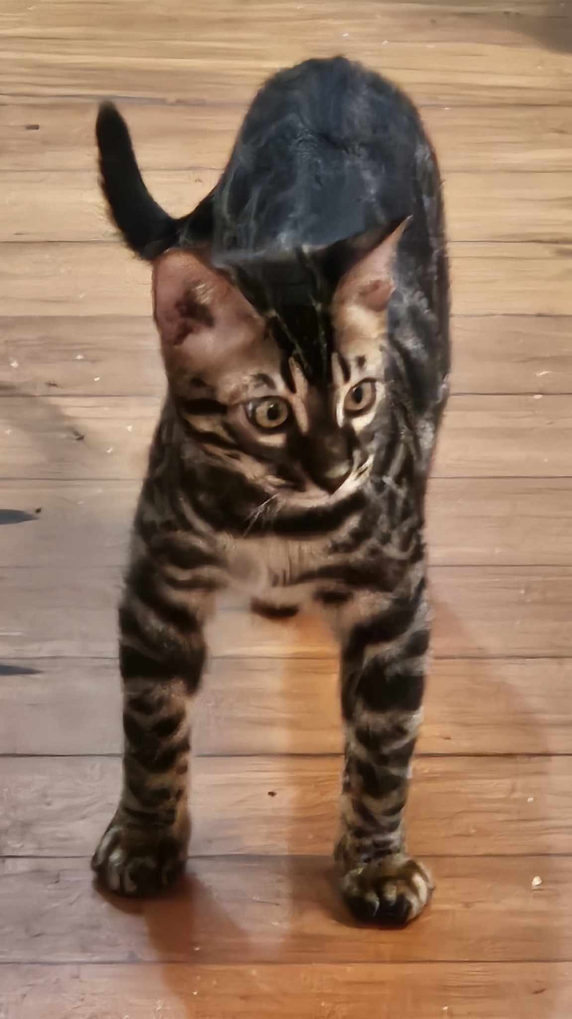 Photo 1 of Batman the Male Bengal cat.