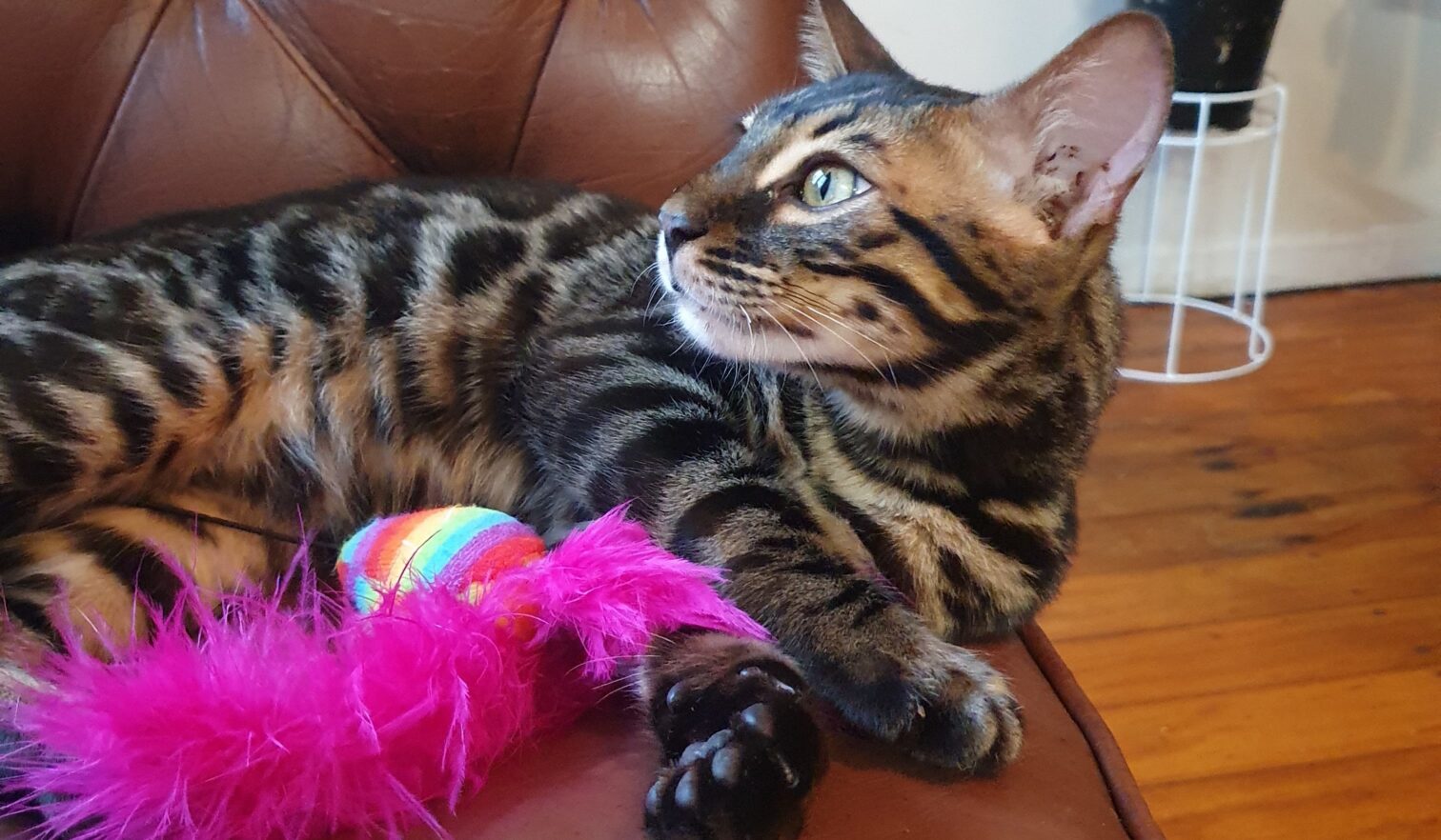 Photo 3 of Batman the male Bengal cat.