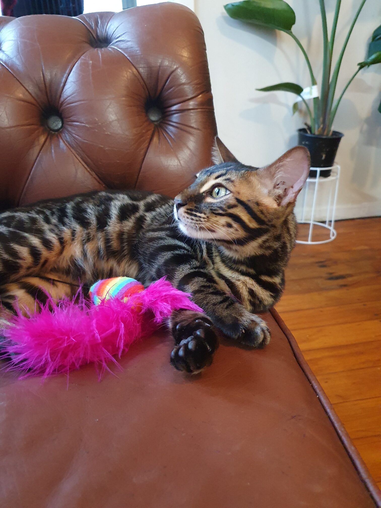 Photo 3 of Batman the Male Bengal cat.