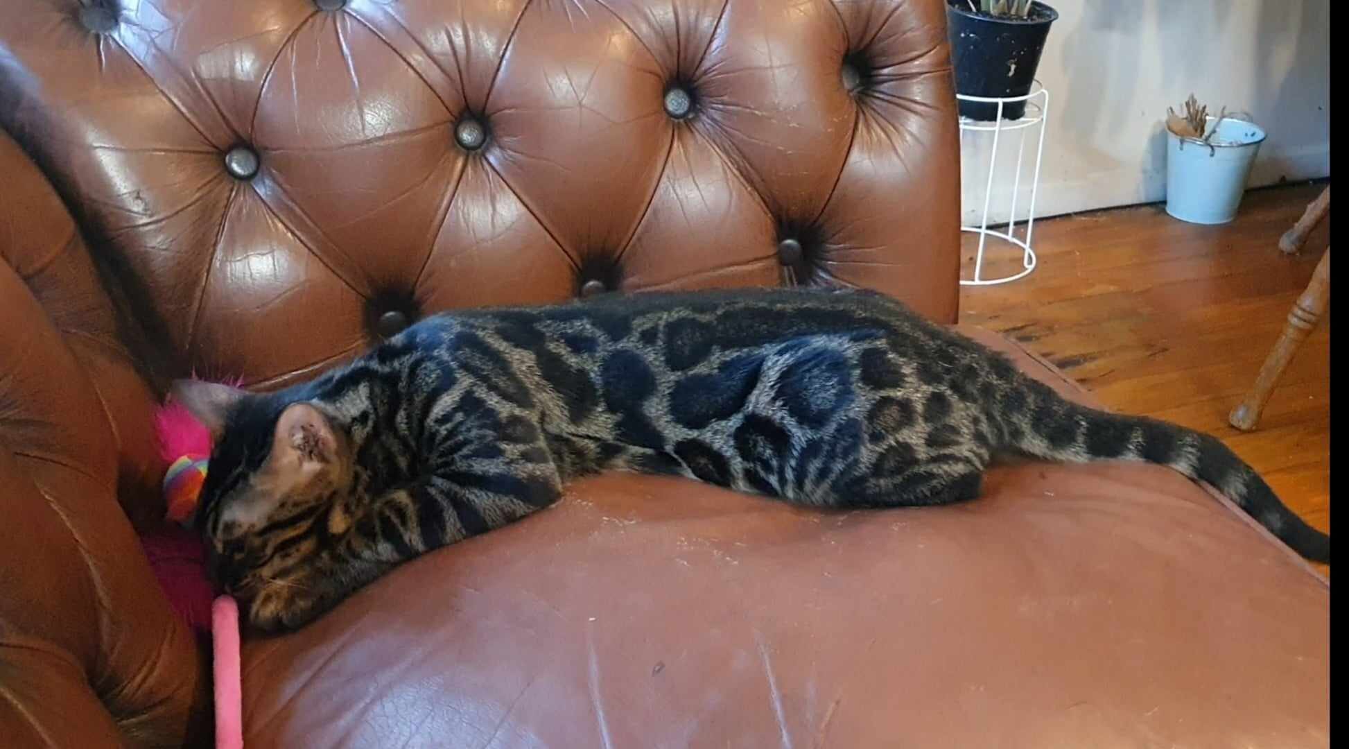 Photo 2 of Batman the Male Bengal cat.