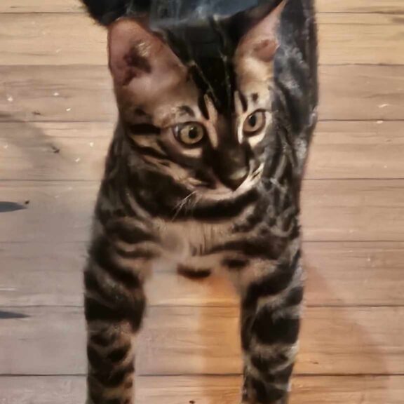 Photo 1 of Batman the male Bengal cat.
