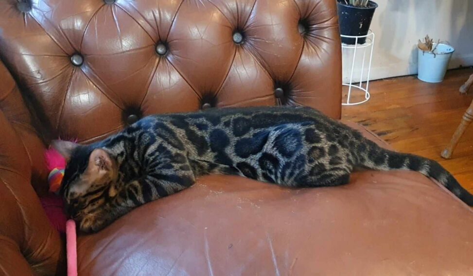 Photo 2 of Batman the male Bengal cat.