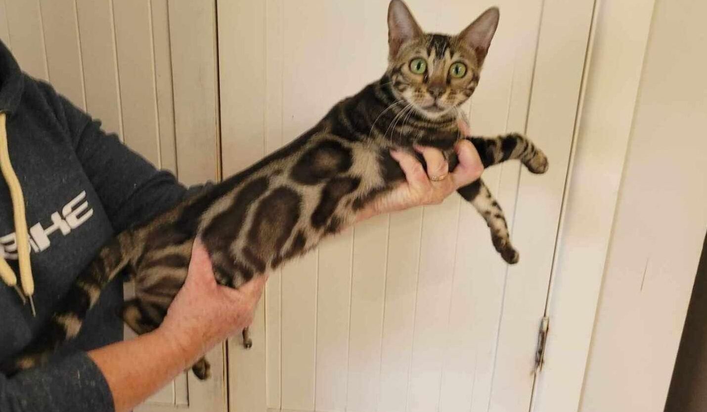 Photo 1 of Blackie the female Bengal cat.