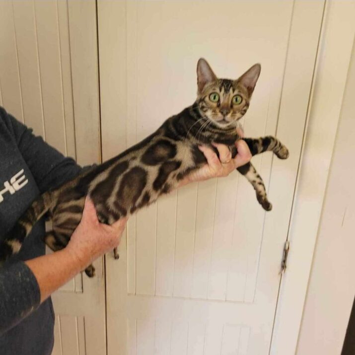 Photo 2 of Blackie the female Bengal cat.