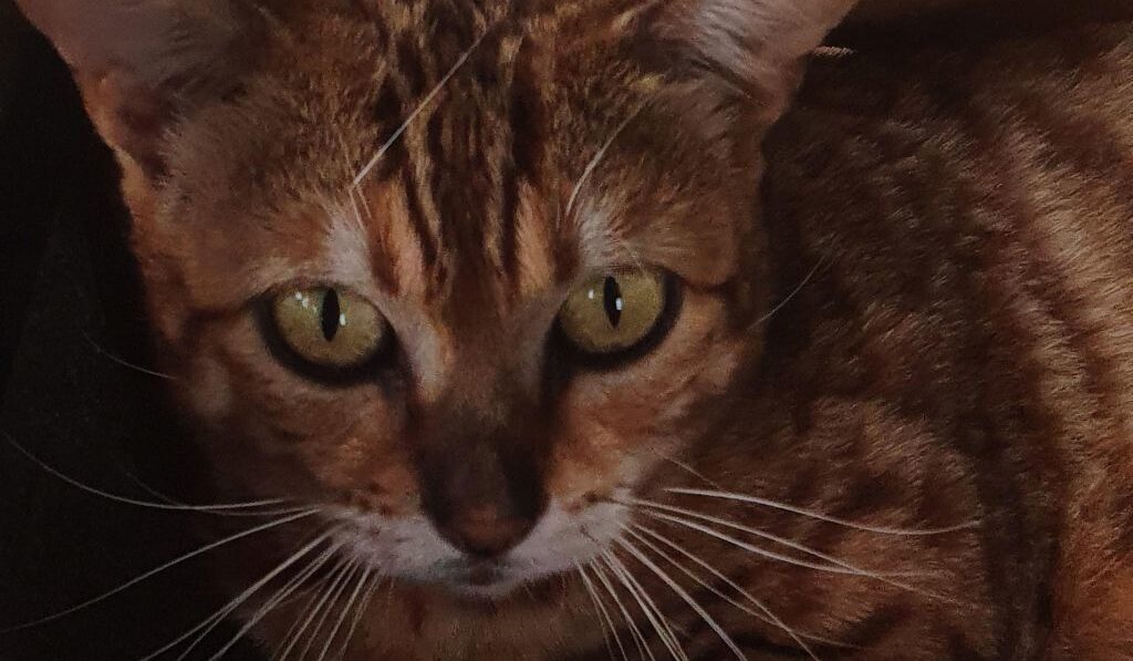 Photo 2 of Ellie the female Bengal cat.