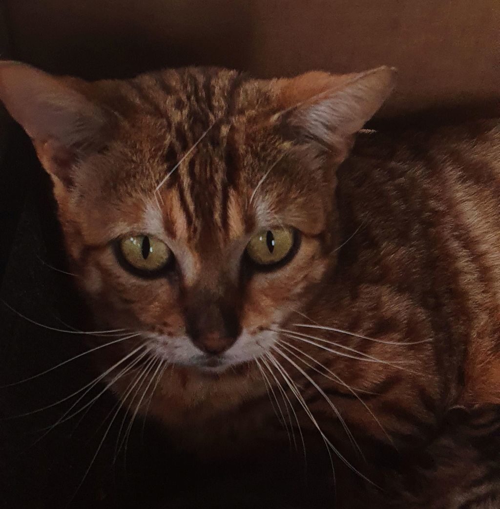 Photo 2 of Ellie the Female Bengal cat.