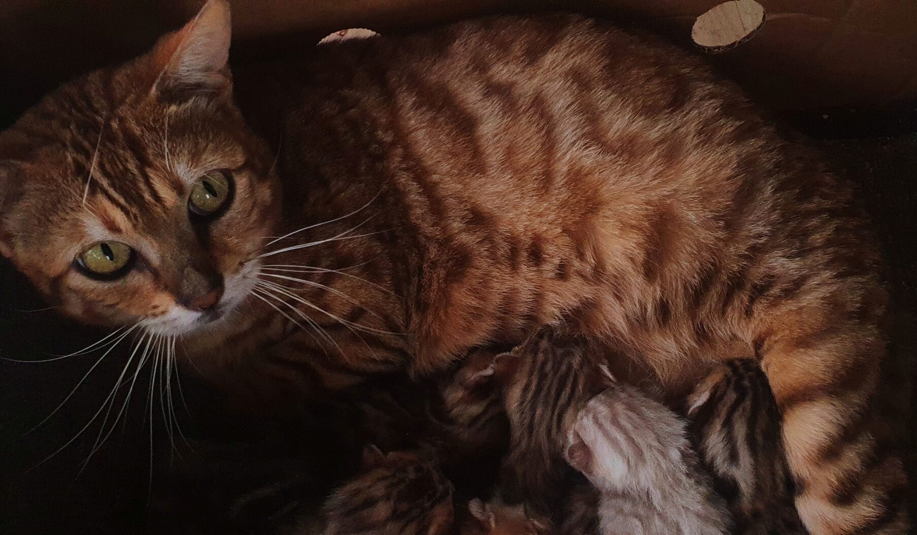 Photo 1 of Ellie the female Bengal cat.