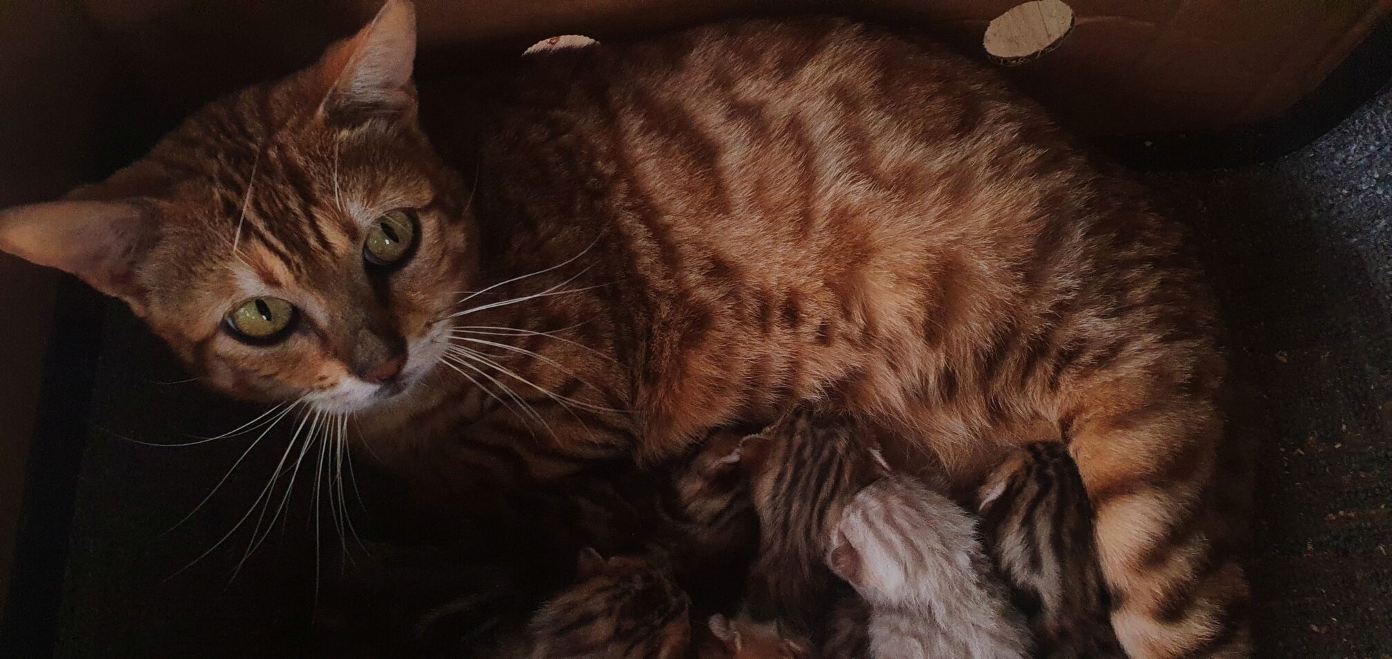 Photo 1 of Ellie the Female Bengal cat.