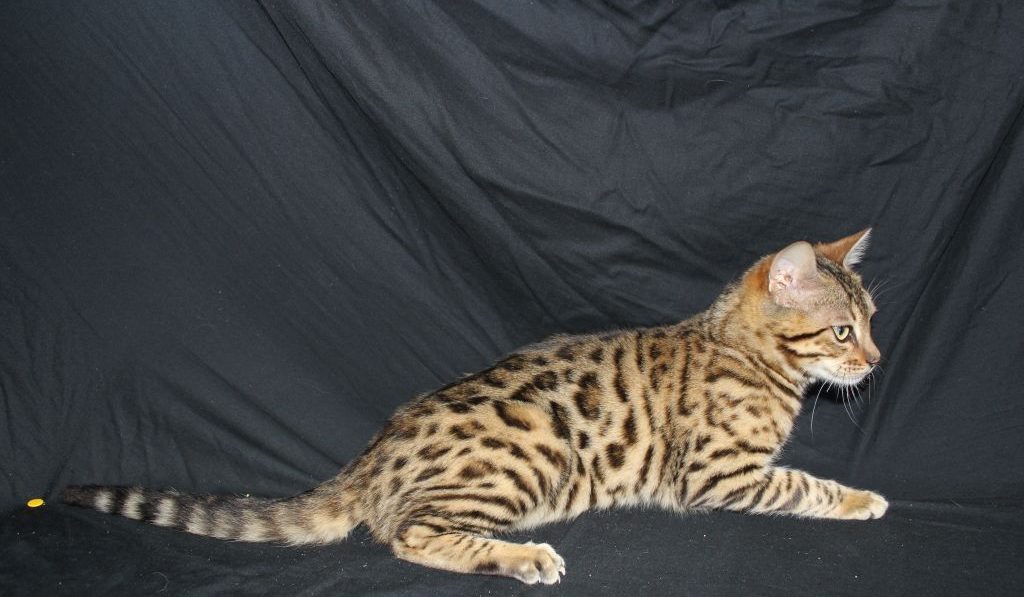 Photo 2 of Hazel  the female Bengal cat.
