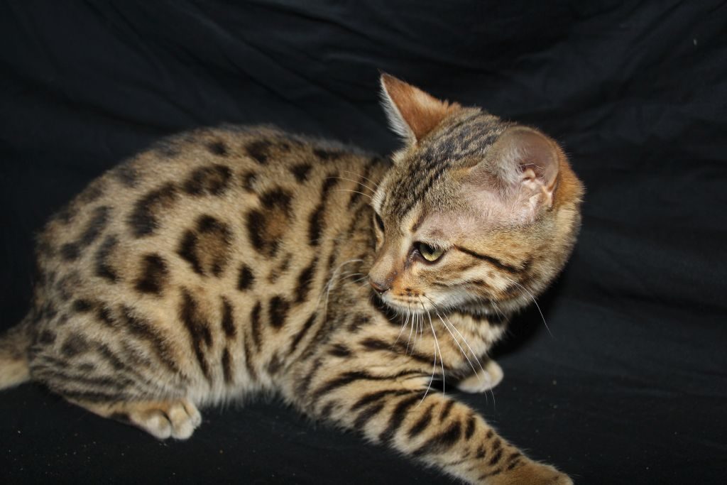 Photo 1 of Hazel  the Female Bengal cat.