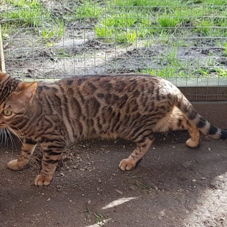 Photo 1 of Kiki the female Bengal cat.