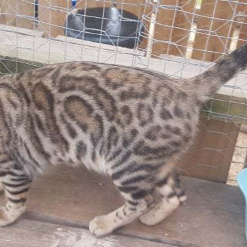 Photo 3 of Maddy the female Bengal cat.