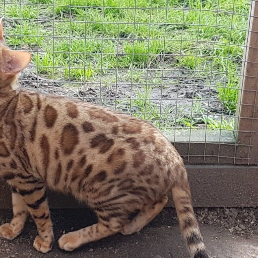 Photo 1 of Minnie Cocoa the female Bengal cat.