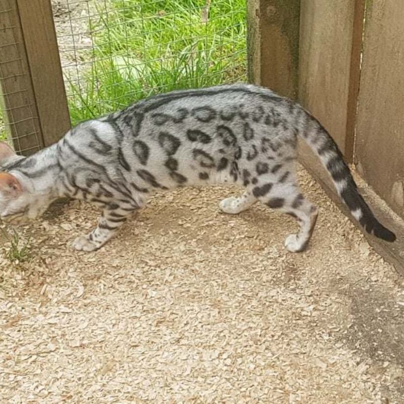 Photo 2 of Ora the female Bengal cat.