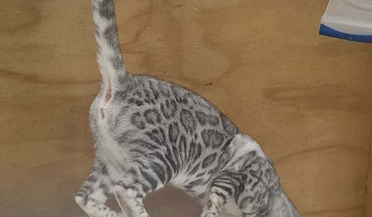 Photo 2 of Sky the female Bengal cat.