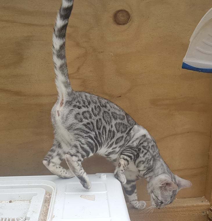 Photo 2 of Sky the Female Bengal cat.