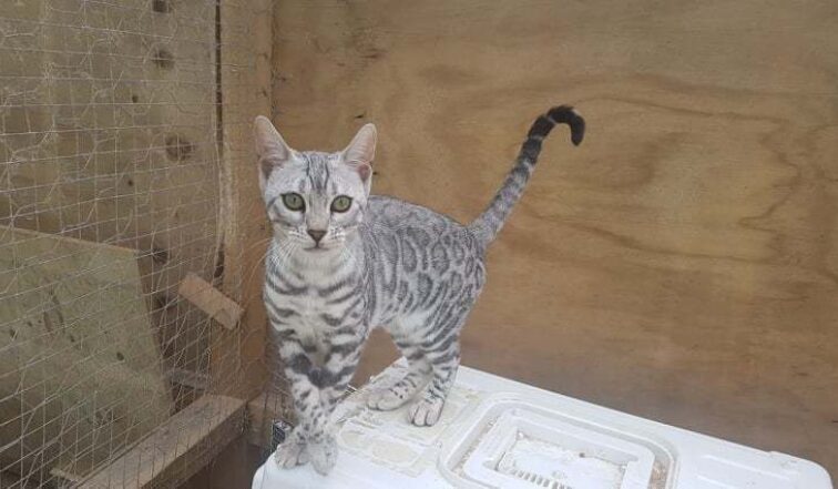 Photo 1 of Sky the female Bengal cat.