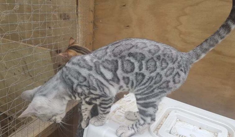 Photo 3 of Sky the female Bengal cat.