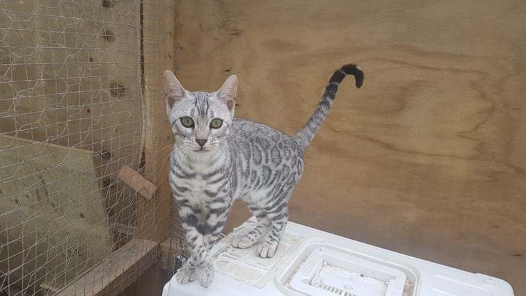 Photo 1 of Sky the Female Bengal cat.
