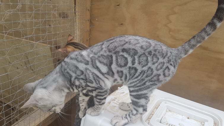 Photo 3 of Sky the Female Bengal cat.