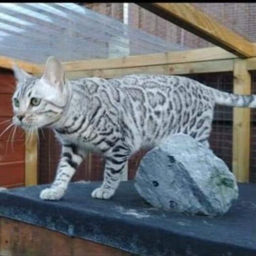 Photo 2 of Storm the female Bengal cat.