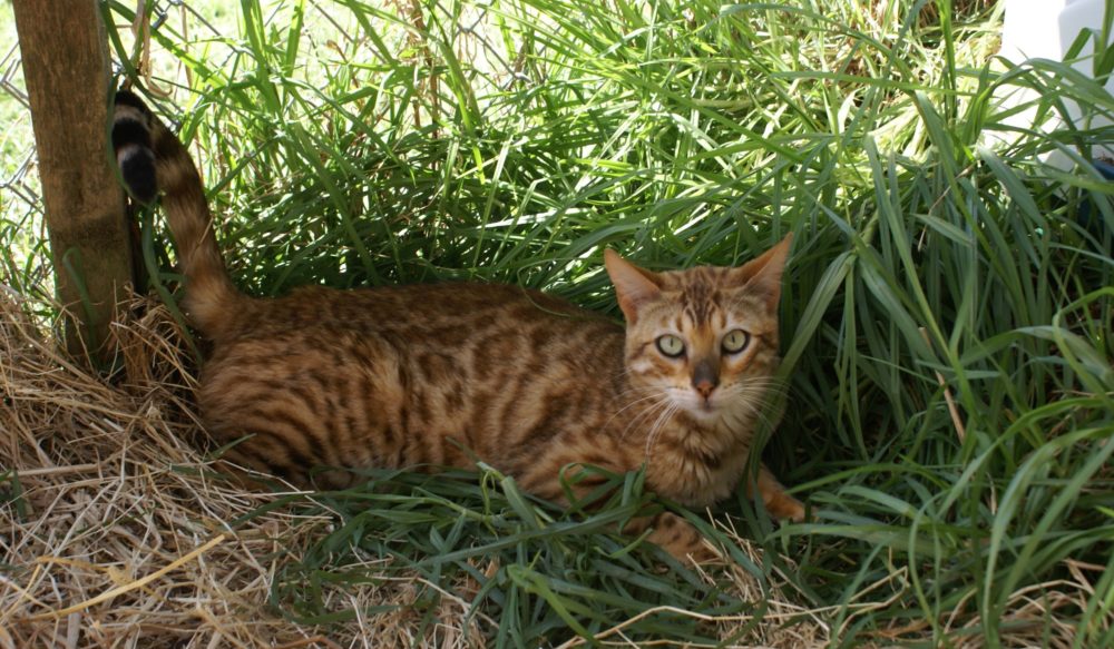 Photo 1 of Aideen-Retired the female Bengal cat.