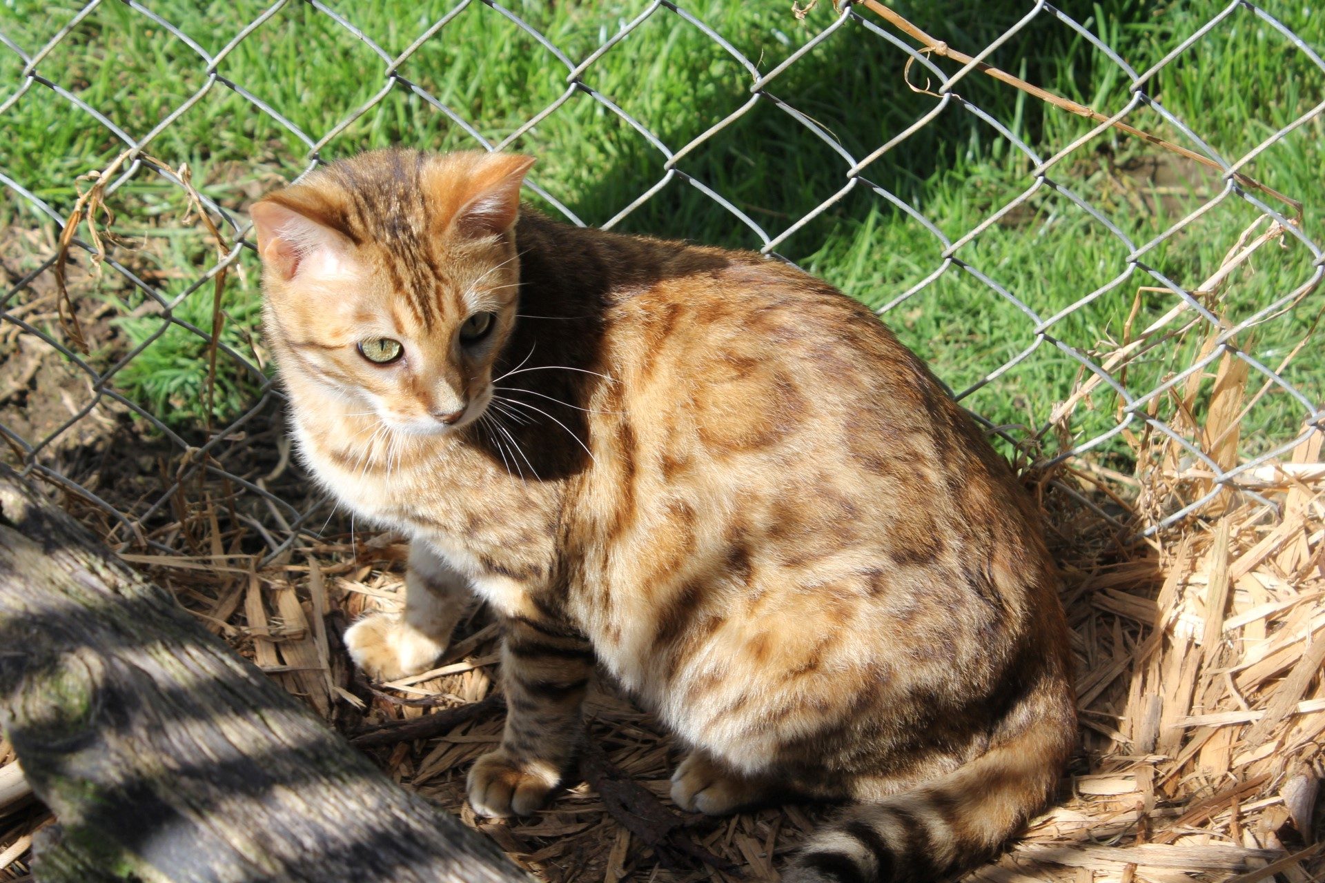 Photo 2 of Aideen-Retired the Female Bengal cat.
