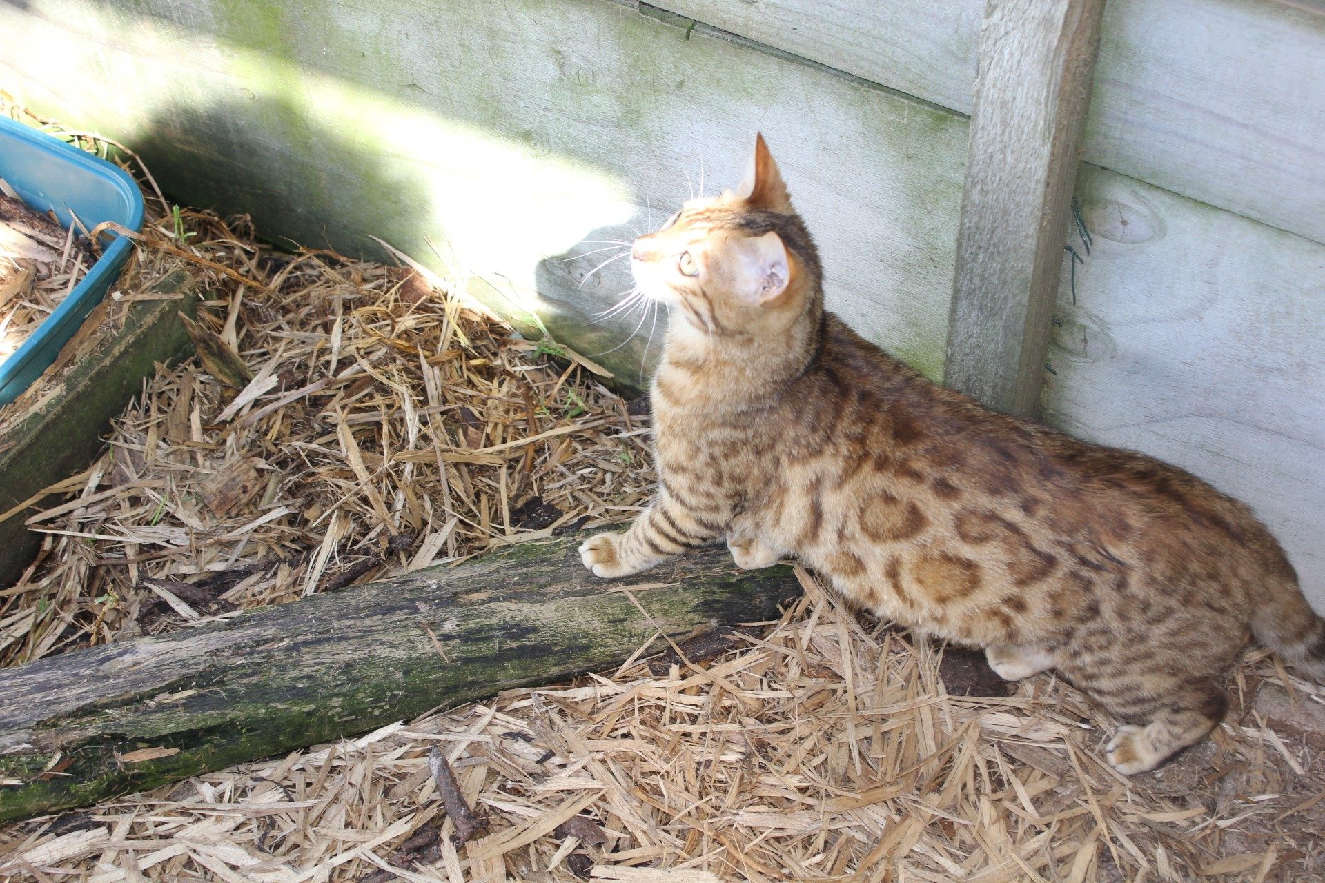 Photo 3 of Aideen-Retired the Female Bengal cat.