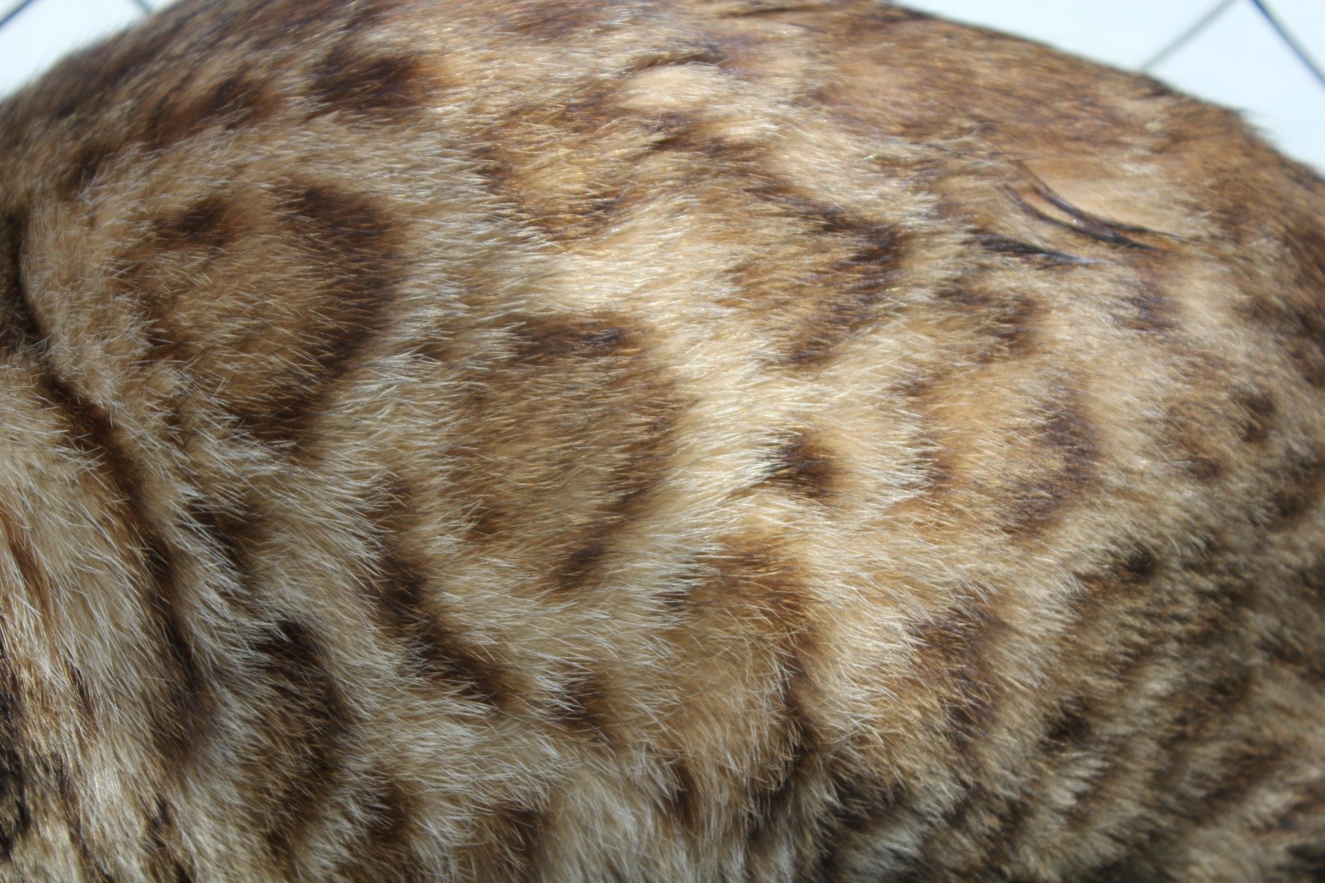 Photo 4 of Aideen-Retired the Female Bengal cat.
