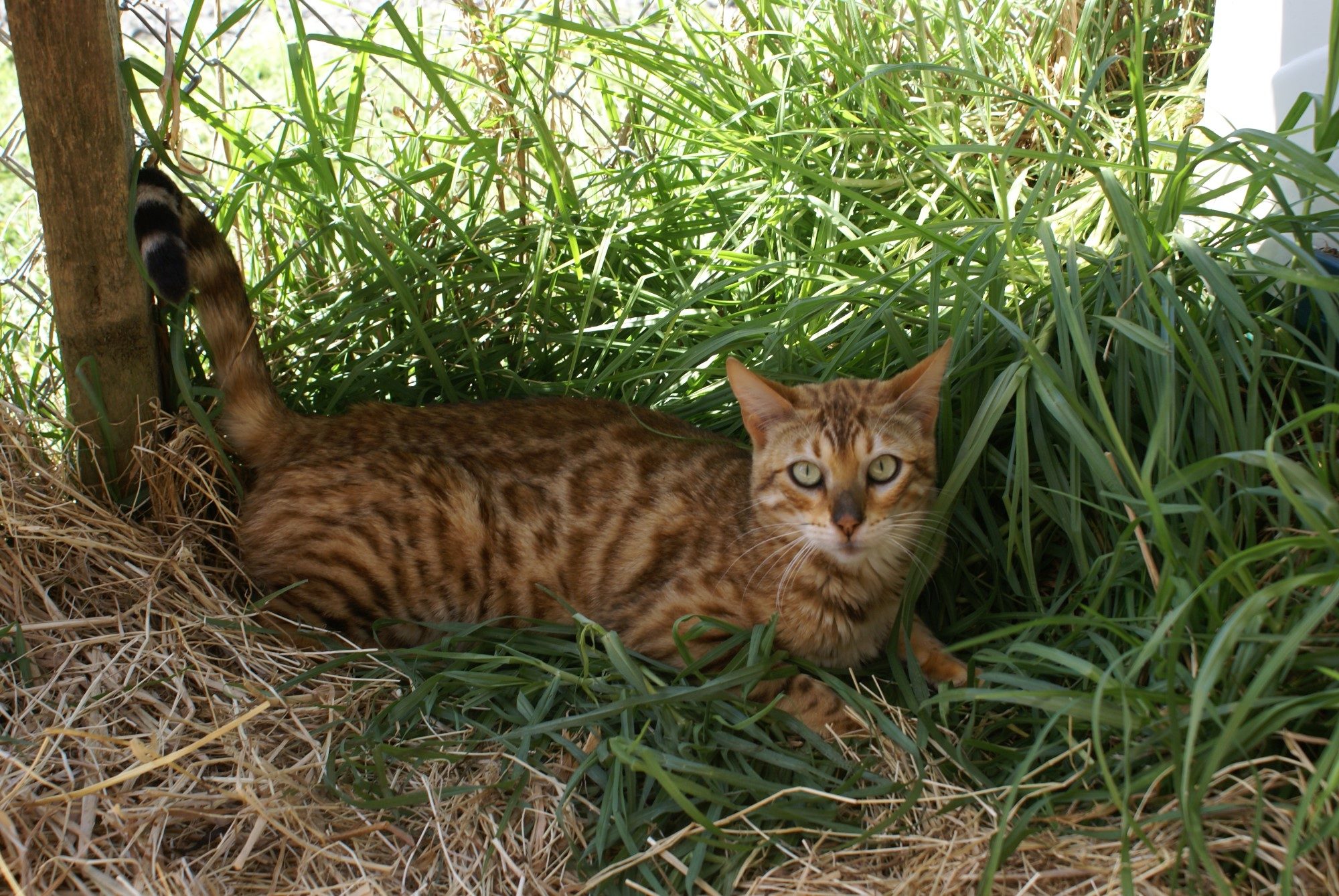Photo 1 of Aideen-Retired the Female Bengal cat.
