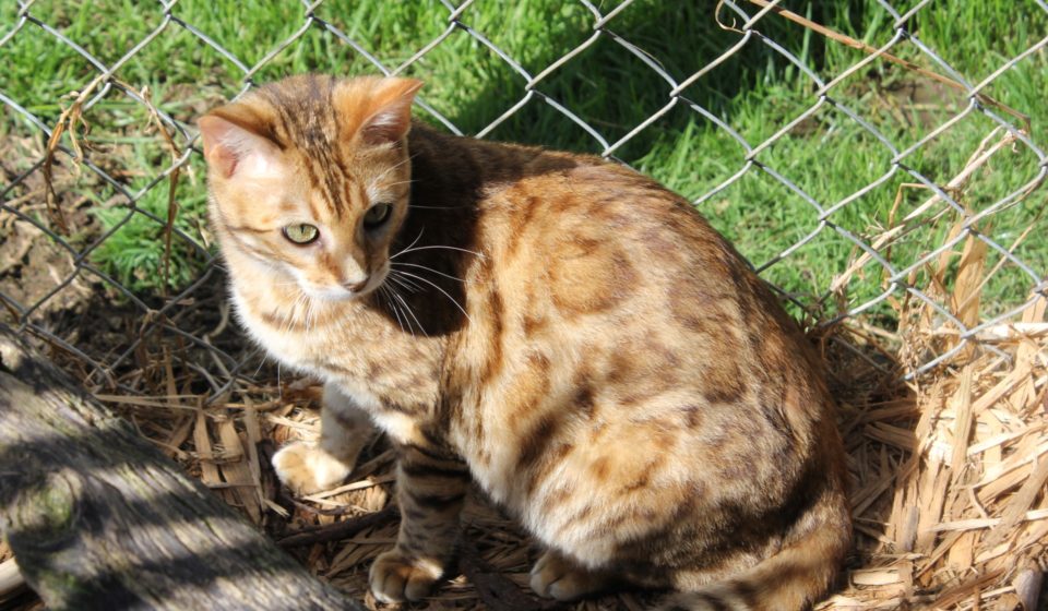 Photo 2 of Aideen-Retired the female Bengal cat.