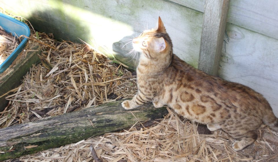 Photo 3 of Aideen-Retired the female Bengal cat.