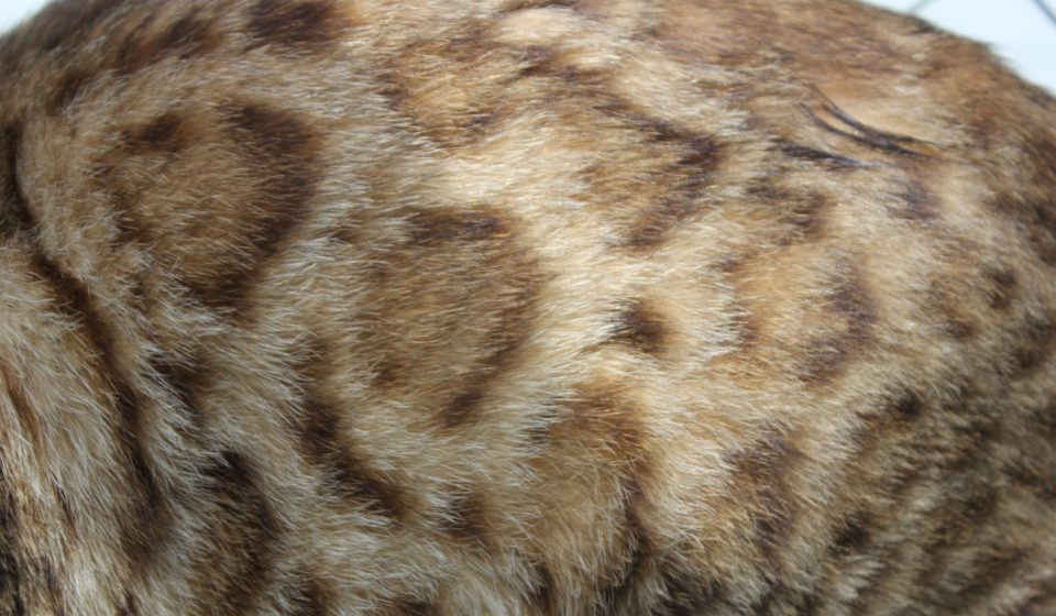 Photo 4 of Aideen-Retired the female Bengal cat.