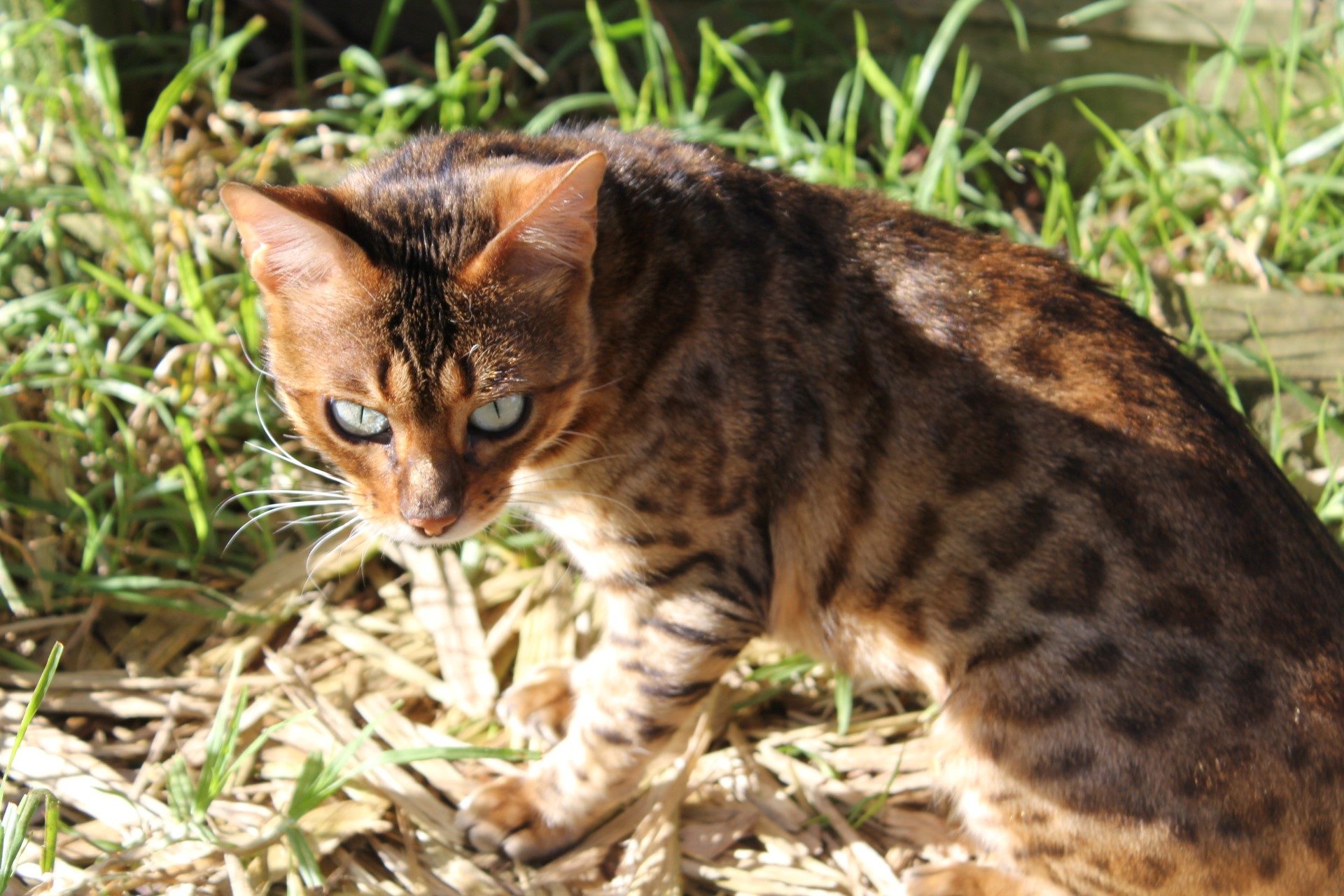 Photo 2 of Cailin-Retired the Female Bengal cat.