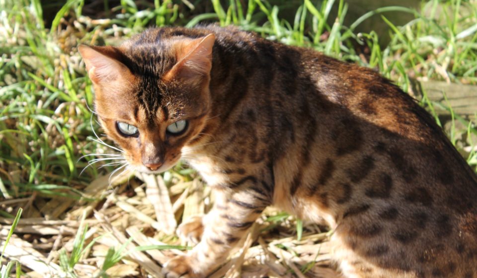 Photo 2 of Cailin-Retired the female Bengal cat.