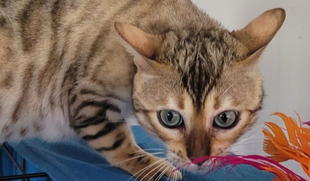 Photo 1 of Gracie-Retired the female Bengal cat.