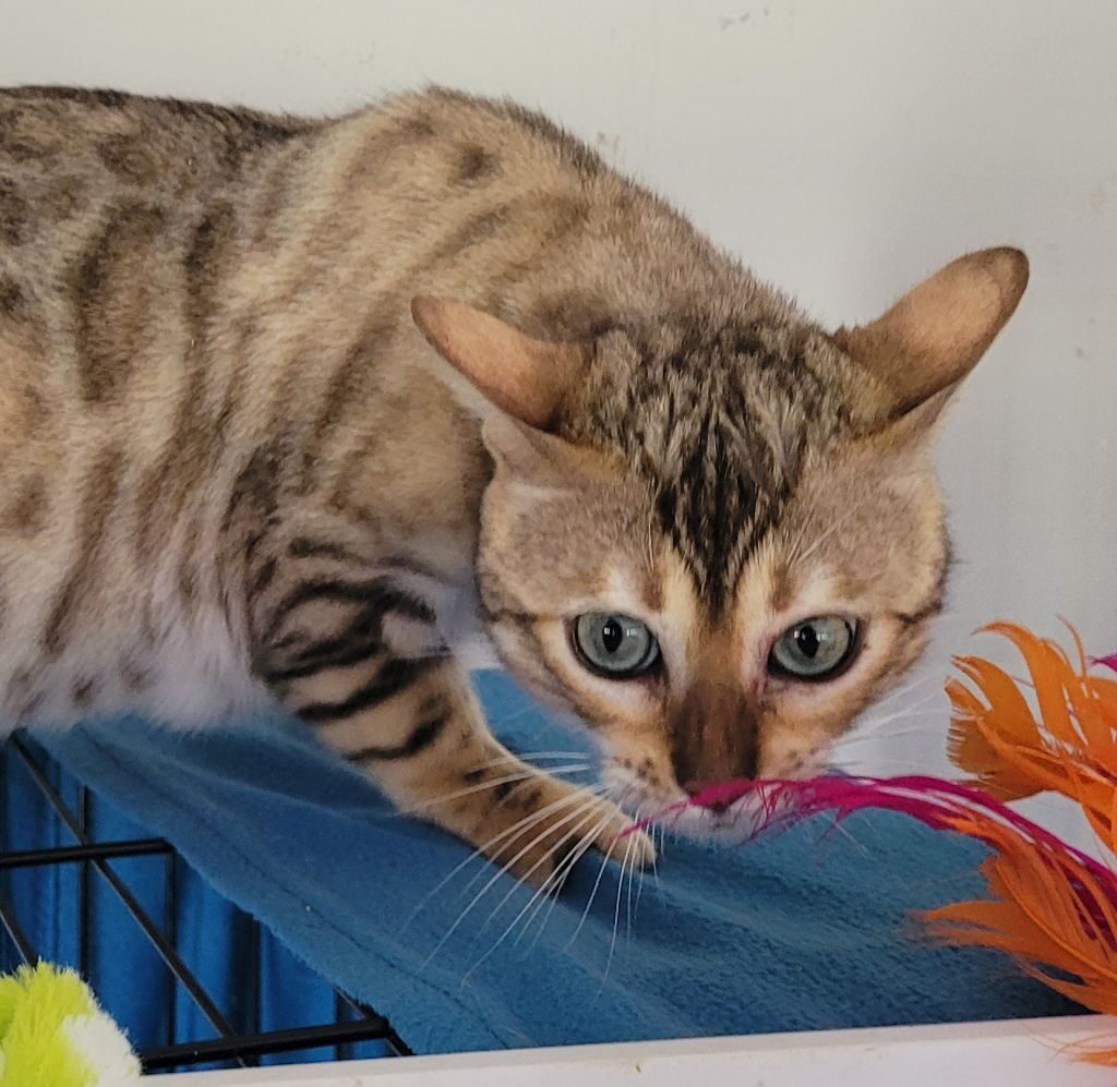 Photo 1 of Gracie-Retired the Female Bengal cat.