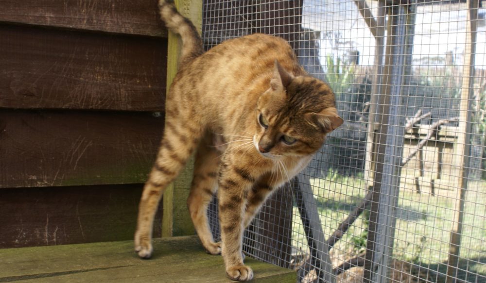 Photo 3 of Kelly Kelly-Retired the female Bengal cat.