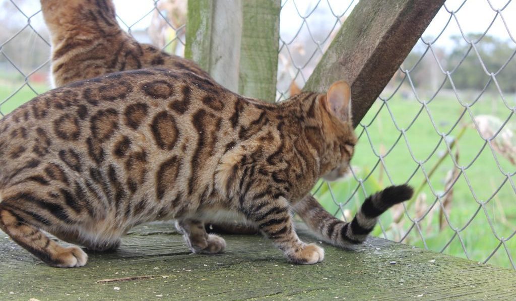 Photo 2 of Lilly-retired the female Bengal cat.
