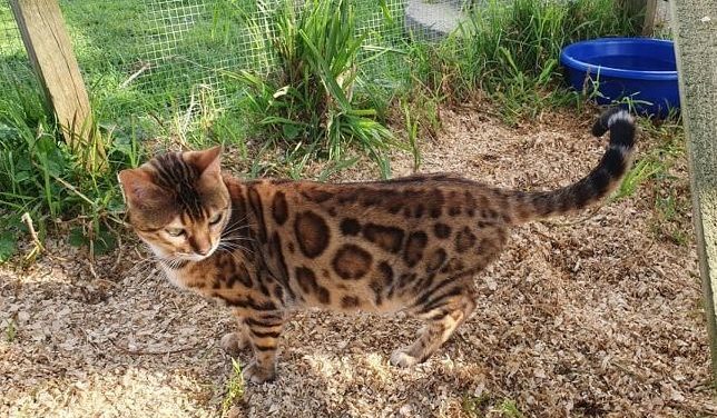 Photo 1 of Lizzy-Retired the female Bengal cat.
