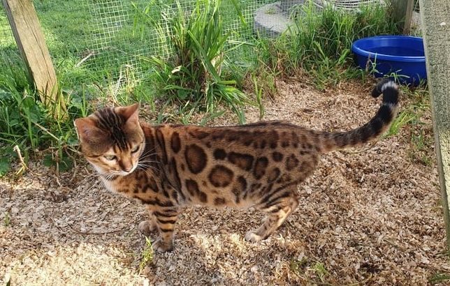 Photo 1 of Lizzy-Retired the Female Bengal cat.
