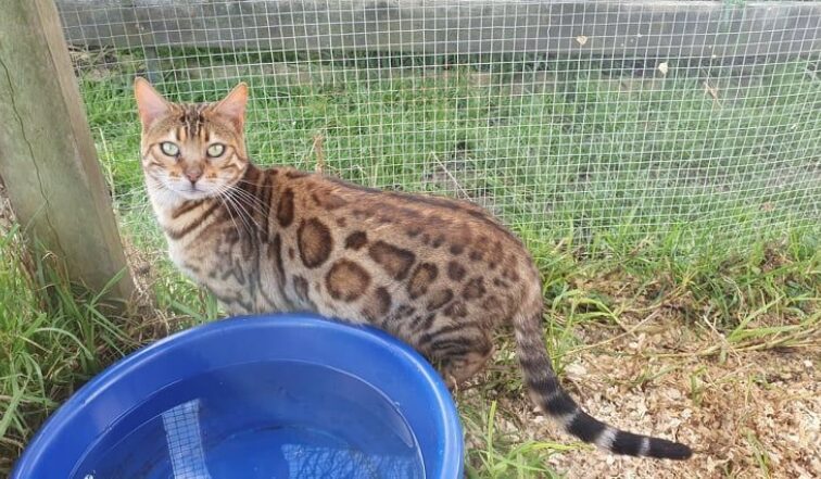 Photo 2 of Lizzy-Retired the female Bengal cat.