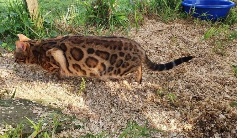 Photo 3 of Lizzy-Retired the female Bengal cat.