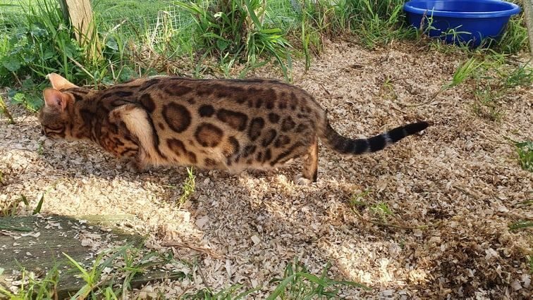 Photo 3 of Lizzy-Retired the Female Bengal cat.