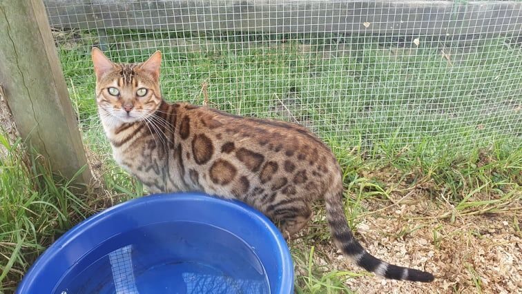 Photo 2 of Lizzy-Retired the Female Bengal cat.