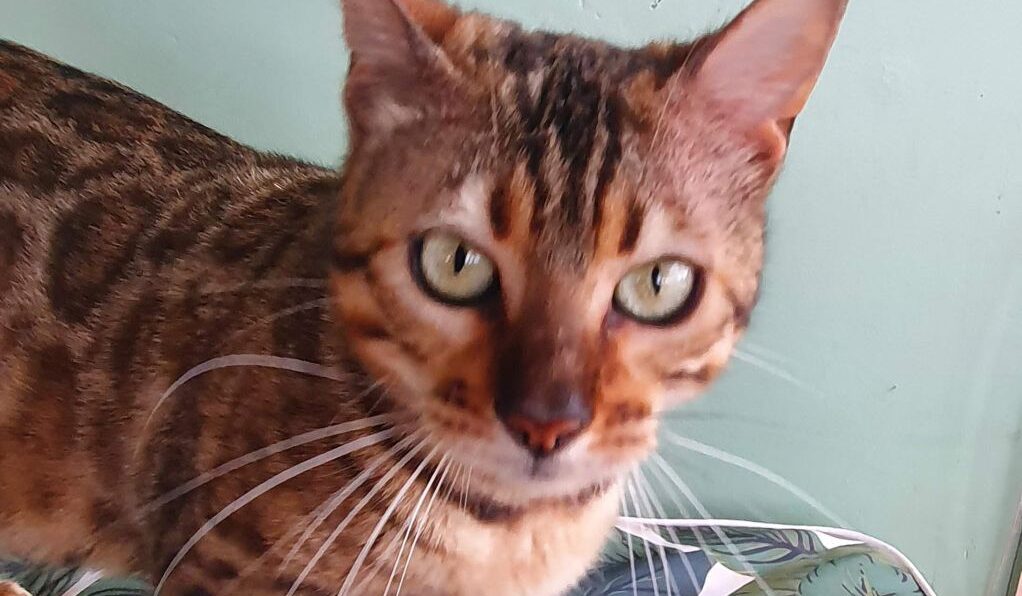 Photo 1 of Lucia-Retired the female Bengal cat.