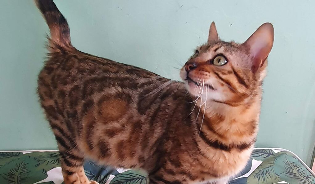 Photo 4 of Lucia-Retired the female Bengal cat.